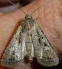 Euxoa sp.